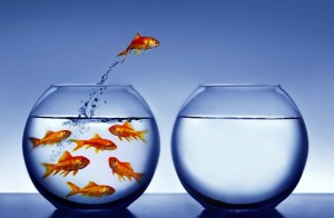 fish-jumping-out-of-bowl